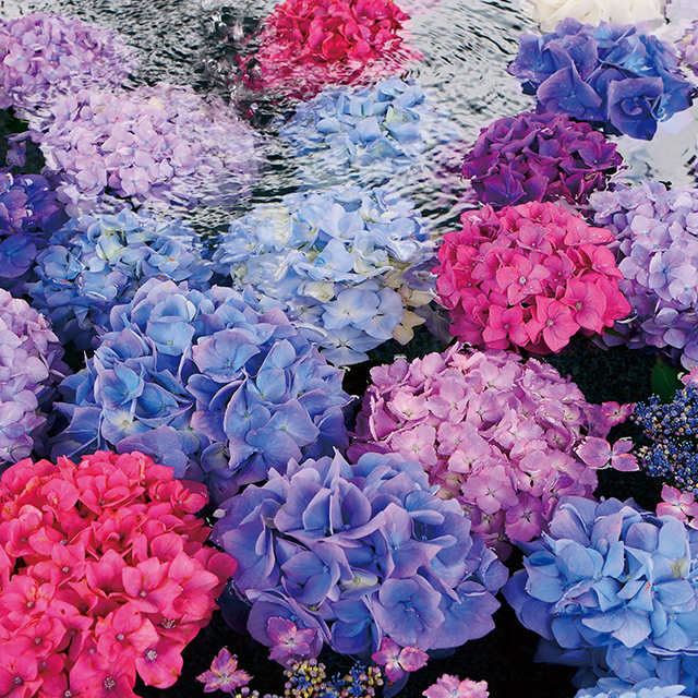 私たち四国人 伝統を未来へとつなぐ人たち