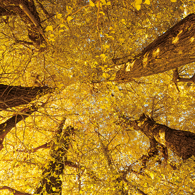 徳島育ちのスーパーフード たかきびの可能性