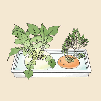 「リボベジ」で手軽に楽しむ野菜作り