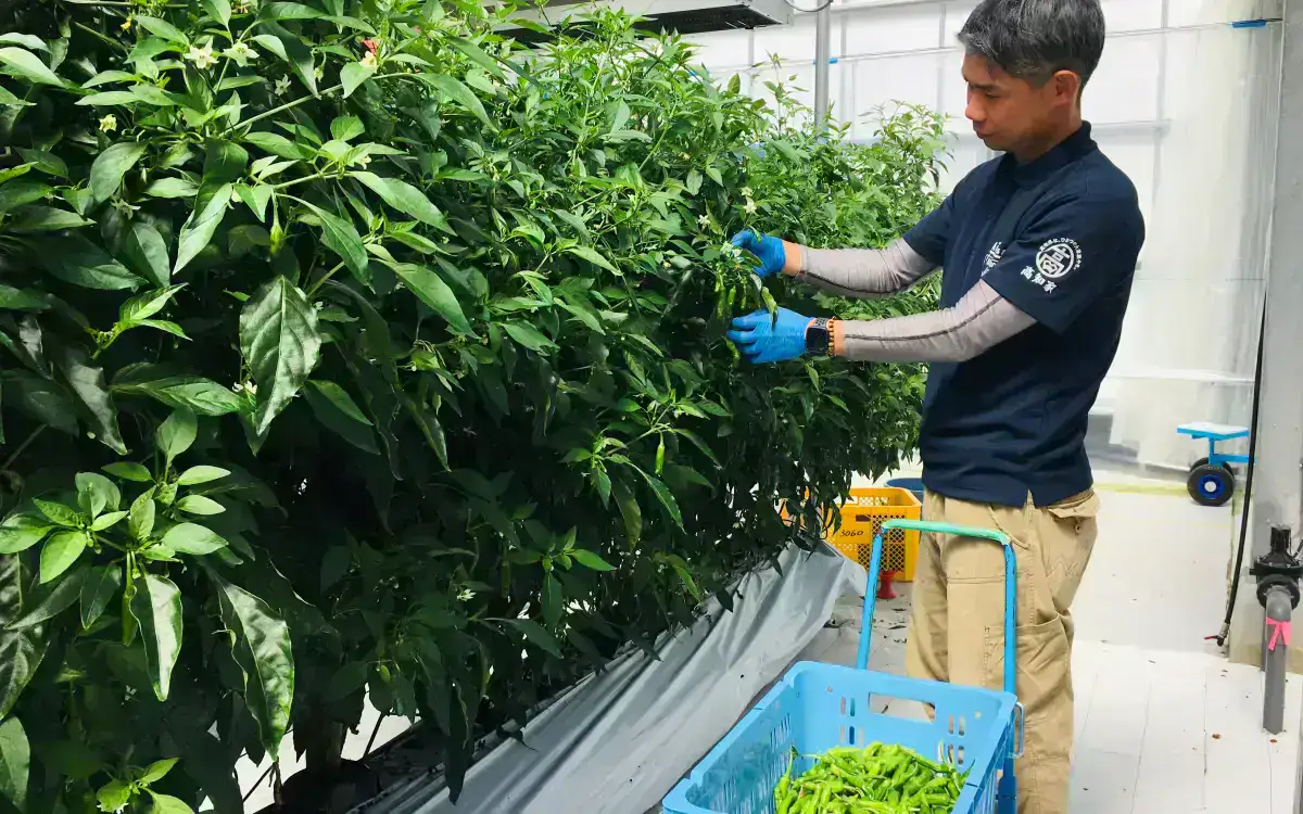 スマート農業のイメージ写真